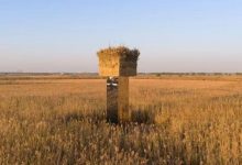 洞庭湖芦苇荡内架设9.5米高镜面装置，鸟类专家：会引发鸟撞-紫竹林-程序员中文网