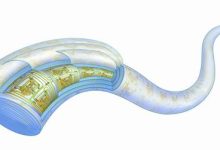 纤维芯片：把大规模集成电路装进“头发丝”-紫竹林-程序员中文网