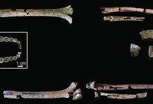 科学家发现迄今最完好、最古老能人骨骼化石:距今超 200 万年历史-紫竹林-程序员中文网