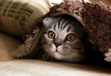 独立小奶猫,喜欢翻肚皮丨萌宠寻人启事169期-紫竹林-程序员中文网