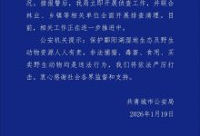 鄱阳湖湿地内野生动物疑遭毒害 江西共青城市警方通报-紫竹林-程序员中文网