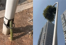 穿透6米路灯向阳而生！竹子生命力有多强 长3天就能刺穿人体-紫竹林-程序员中文网