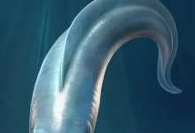 寒武纪时期的鱼竟有四只眼睛 复原图有点儿呆萌-紫竹林-程序员中文网