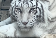 青岛虎界“刘亦菲”小孬火出圈了：外地游客专程前来打卡-紫竹林-程序员中文网