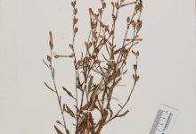 烟草抗虫“化学武器”谜题破解 抗逆育种有新靶点-紫竹林-程序员中文网