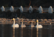极为罕见,三种珍稀天鹅首次同框-紫竹林-程序员中文网