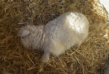 有人愿花30万元求购!专家称装死小羊可人工繁殖更多只-紫竹林-程序员中文网