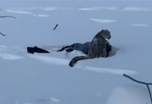 新疆野生雪豹咬人:女子路遇雪豹后拍照并试图触摸-紫竹林-程序员中文网