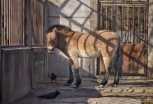 马年寻马② | 北京动物园里都有什么“马”？-紫竹林-程序员中文网