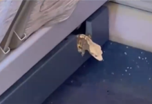 高铁座椅钻出活蜥蜴 12306回应：初步判断是旅客偷带上车-紫竹林-程序员中文网