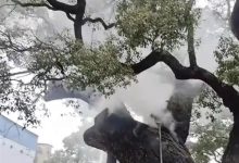 小孩随手扔鞭炮 1200岁古樟树被烧 官方：立即抢救 将追责-紫竹林-程序员中文网