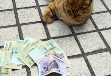 90后男生上门喂猫 春节能赚16万引热议：律师提醒-紫竹林-程序员中文网