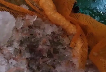 “雪龙”号在南极为啥要捞磷虾 只为读懂生态信号-紫竹林-程序员中文网