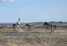 现存唯一野生马种！北京动物园有1只 珍稀程度堪比大熊猫-紫竹林-程序员中文网
