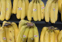 为什么大型商超很少卖国产香蕉 一大制约难以突破-紫竹林-程序员中文网