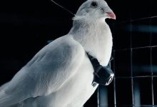 普通鸽子就能改造成生物无人机 这家俄罗斯公司对鸽子下手了-紫竹林-程序员中文网
