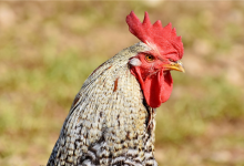 比尖叫鸡还吵！凌晨5点一车鸡集体打鸣吵醒整个服务区-紫竹林-程序员中文网