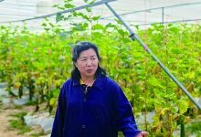 实验室里忙“春播”：南繁热土的科技攻坚-紫竹林-程序员中文网