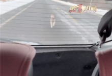 一路狂追！女子雪地里遇狗追车：被救后生下3只狗-紫竹林-程序员中文网
