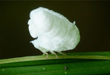 这种小虫子仿佛行走的“爆米花”!通体雪白毛茸茸一团 底下长脚走得飞快-紫竹林-程序员中文网