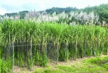 百年“蔗”谜破解：基因三维地图护航“糖罐子”-紫竹林-程序员中文网