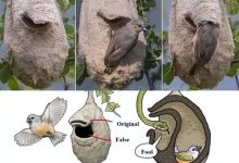 这种鸟类给巢穴精心设计了一个假门 专门用来欺骗蛇类捕食者-紫竹林-程序员中文网