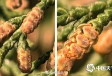 全国春季花粉预报地图来了:今年花粉过敏比往年更早-紫竹林-程序员中文网