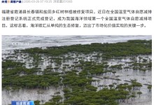 全国首个海洋领域温室气体减排项目落地福建，修复霞浦红树林-紫竹林-程序员中文网