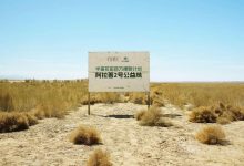 连续六年远赴阿拉善沙漠添绿，半亩花田以长期主义诠释国货担当-紫竹林-程序员中文网