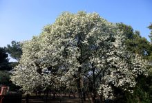京城花问②丨天坛、智化寺的绝美梨花，能结出梨吗？-紫竹林-程序员中文网