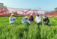 白叶枯病“卷土重来”，他们用20年寻找破解之道-紫竹林-程序员中文网