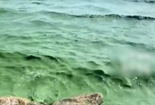 滇池出现绿浪 官方回应：气温高局部水域出现水华-紫竹林-程序员中文网