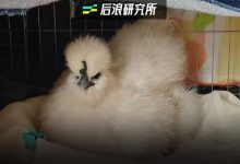 在城市里养宠物鸡，治好了年轻人的精神内耗-紫竹林-程序员中文网