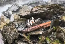 女子坠崖被送医 爱犬独守原地7天！网友众筹用直升机救援-紫竹林-程序员中文网
