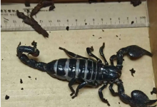 巨蝎！还是活的！海关截获世界最大蝎类帝王蝎：体长18厘米-紫竹林-程序员中文网