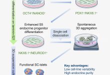 逆转糖尿病：科学家培育出高效胰岛素细胞，成功使小鼠血糖恢复正常-紫竹林-程序员中文网