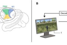 脑机接口新突破：猴子仅凭意念在 VR 世界中自由移动-紫竹林-程序员中文网
