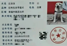 西安导盲犬天津认证难,“一地一证”壁垒该打破了 |新京报快评-紫竹林-程序员中文网