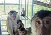 美国CDC实验猴“退休”计划引争议-紫竹林-程序员中文网