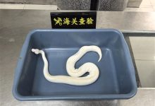 太离谱！男子用黑丝将8条活蛇绑腰上进境被查 6条是濒危物种-紫竹林-程序员中文网