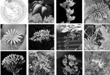 植物星球计划:构建完整的“生命树”-紫竹林-程序员中文网