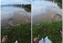 钓鱼佬险钓大蟒蛇:还以为是个废轮胎 有点害怕-紫竹林-程序员中文网