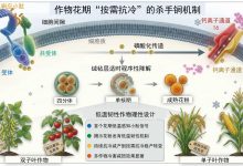 我国科学家攻克作物花期冷害难题，可挽回超 50% 低温减产损失-紫竹林-程序员中文网