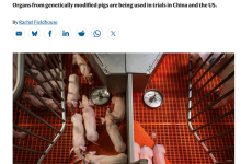 人类首次！我国团队实现猪肝肾同期人体移植：获国际期刊重点报道-紫竹林-程序员中文网