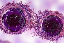 我国科学家合成了一种细菌 能够精准消灭肿瘤!-紫竹林-程序员中文网